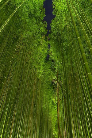 About the Bamboo